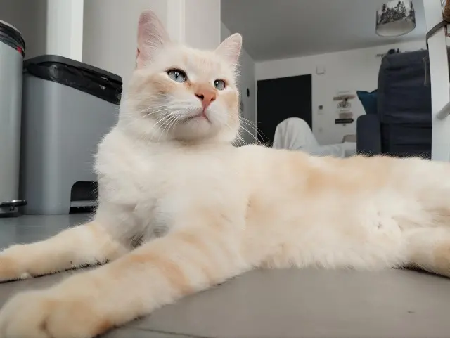 chat lost   11610 Pennautier Yoshi