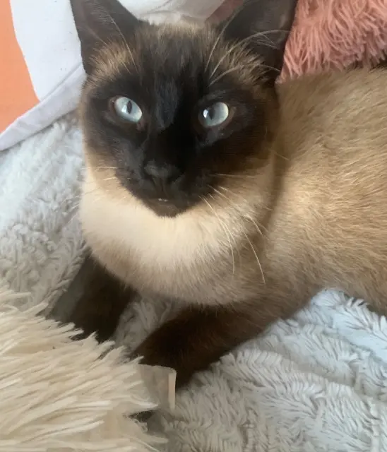 chat lost   11100 Narbonne Yuki