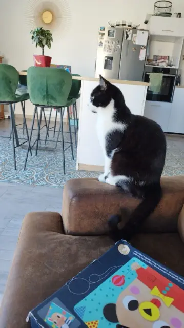 chat lost   11200 Ferrals-les-Corbières Zorro