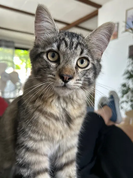 Chat Perdu 11 Aude Chat Perdu 11 Aude