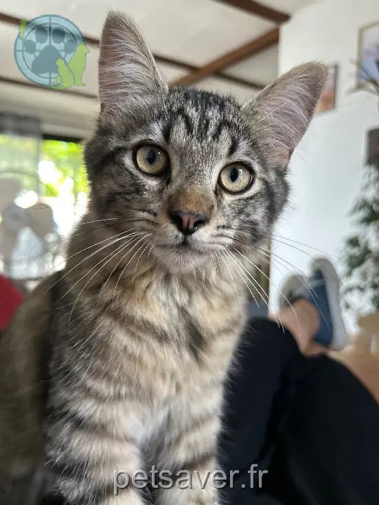 Chat Perdu 11 Aude Chat Perdu 11 Aude