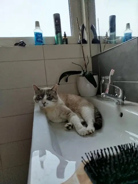 chat lost   12270 Lunac Bendo