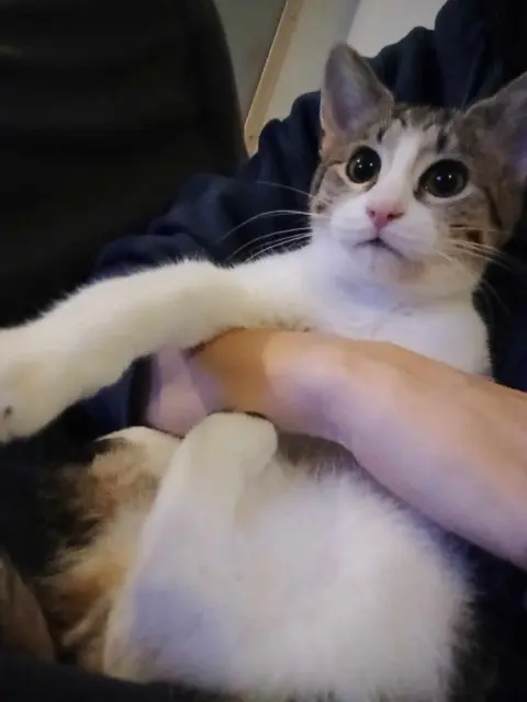 chat lost   12110 Cransac-les-Thermes Buzz
