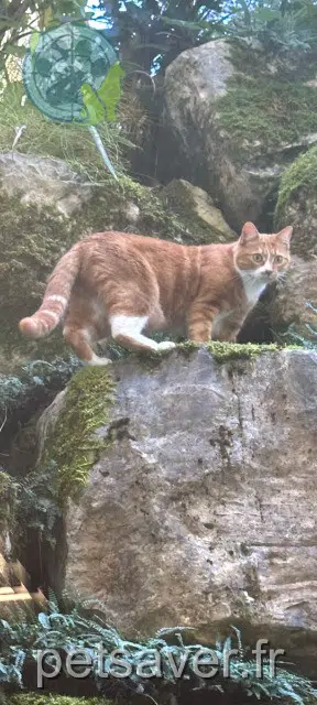 gato perdido 12500 Espalion Camel gato lost 12500 Espalion Camel