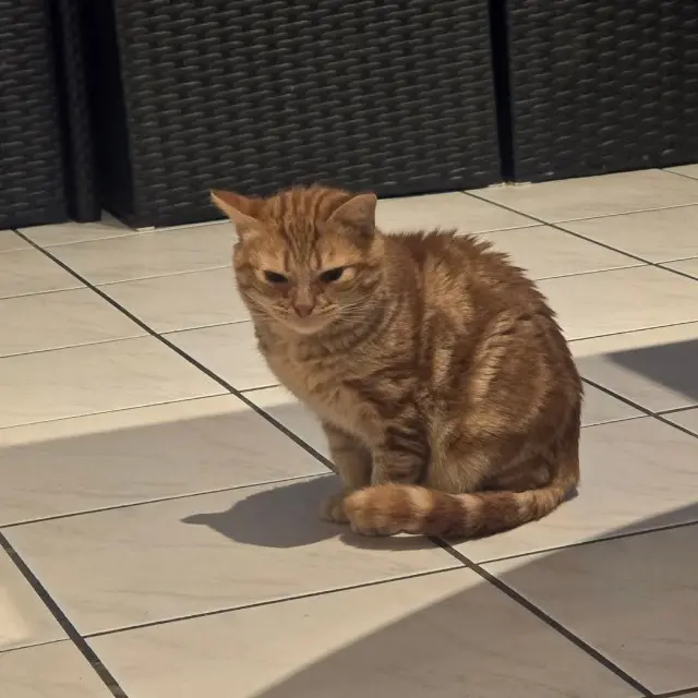 chat lost   12700 Causse-et-Diège Toulouse