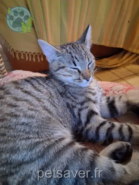 gatto lost   12700 Causse-et-Diège Bamboo