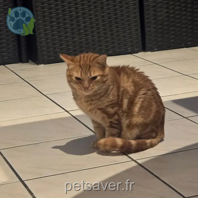 Kater vermisst 12700 Causse-et-Diège Toulouse Kater lost 12700 Causse-et-Diège Toulouse