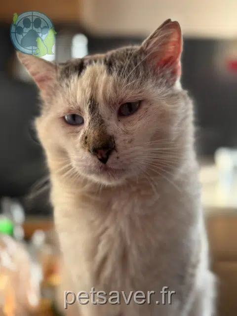 gatto lost   12700 Causse-et-Diège Upsy