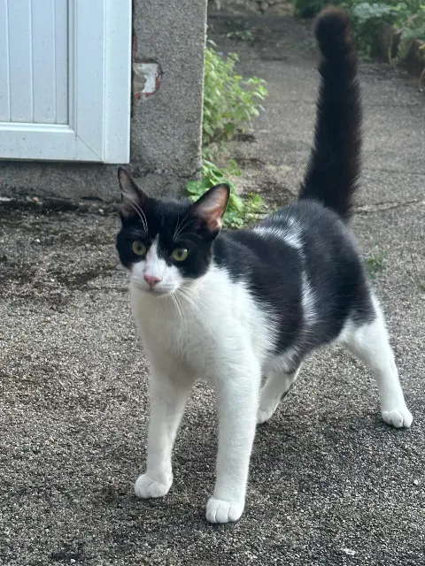 chat lost   12260 Villeneuve Domino