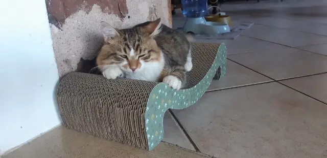 chat lost   12330 Marcillac-Vallon Fripon
