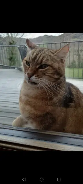 chat lost   12500 Castelnau-de-Mandailles Inconnu
