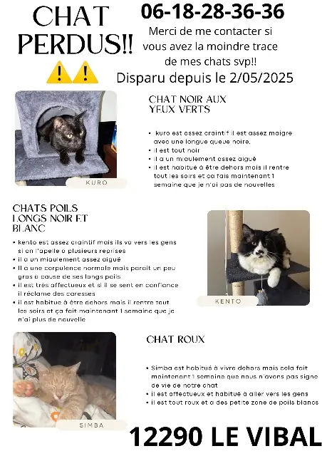 chat lost   12290 Le Vibal Kuro, simba, kento