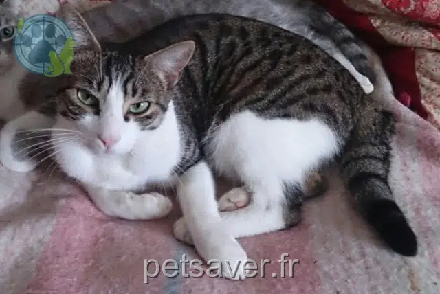 kater vermist 12140 Entraygues-sur-Truyère Loulou kater lost 12140 Entraygues-sur-Truyère Loulou