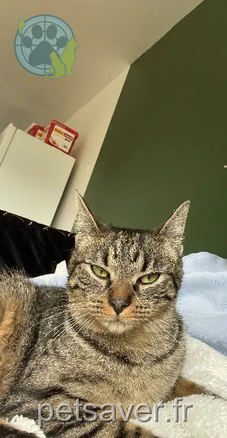 chat lost   12640 Rivière-sur-Tarn Loustics