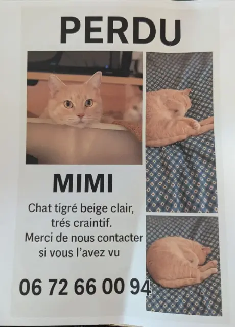 chat lost   12000 Rodez Mimi