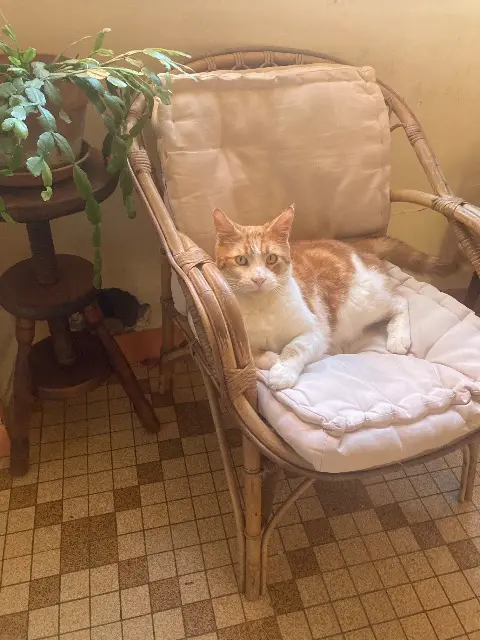 chat lost   12100 Millau Nabil