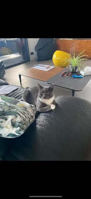 chat lost     Pacha