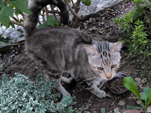 chat lost   12330 Marcillac-Vallon Pachat