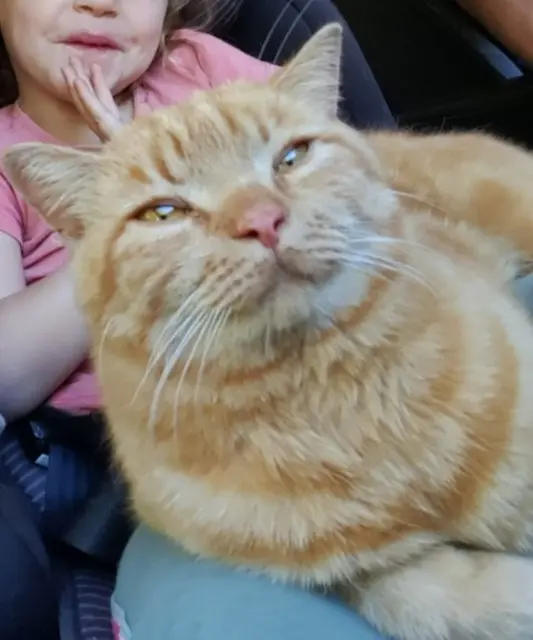 chat lost   12290 Trémouilles Ptitlouis