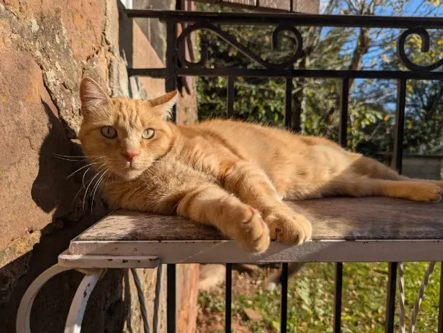 chat lost   12330 Saint-Christophe-Vallon Rio