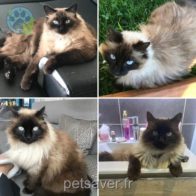 cat lost   12450 Flavin Sacha