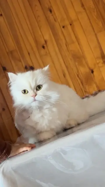 chat lost   12200 Villefranche-de-Rouergue Shiro