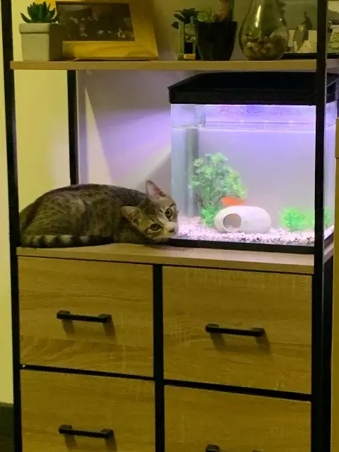 chat lost   12100 Millau Tchikito