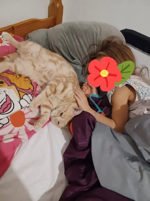 chat lost   12490 Montjaux Timiaou