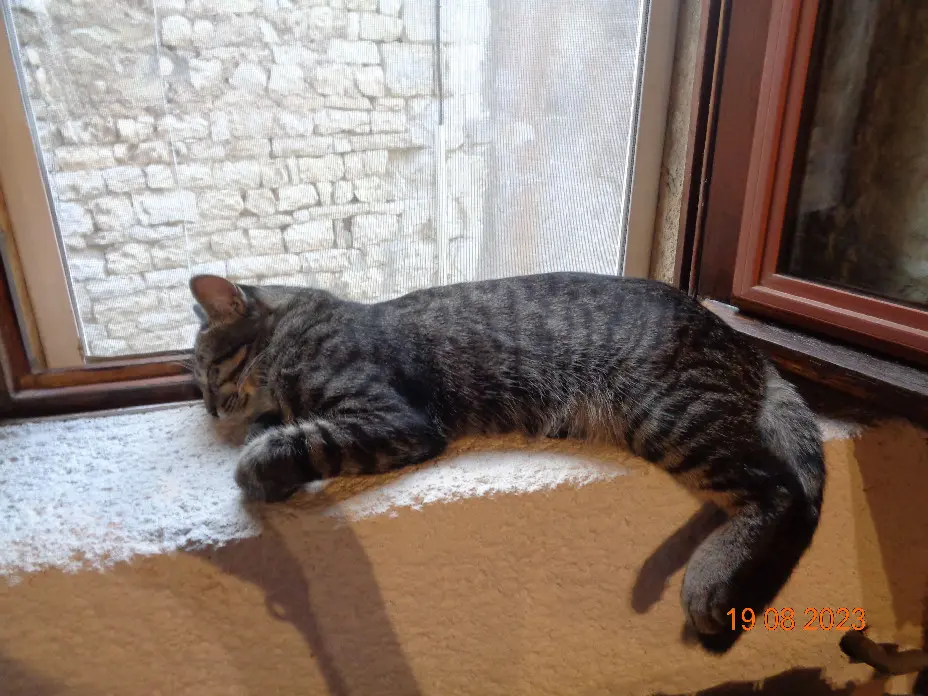 Chat Perdu 12 Aveyron - Titi Chat Perdu 12 Aveyron - Titi