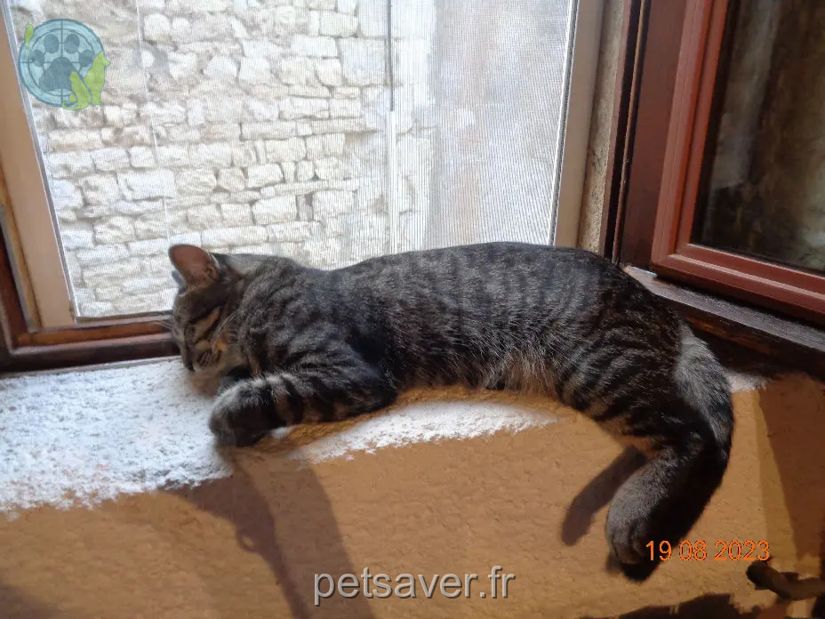 Chat Perdu 12 Aveyron - Titi Chat Perdu 12 Aveyron - Titi