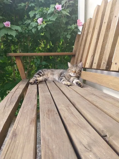 chat lost   12350 Brandonnet Tsouky