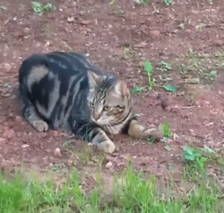 chat lost     Voyou