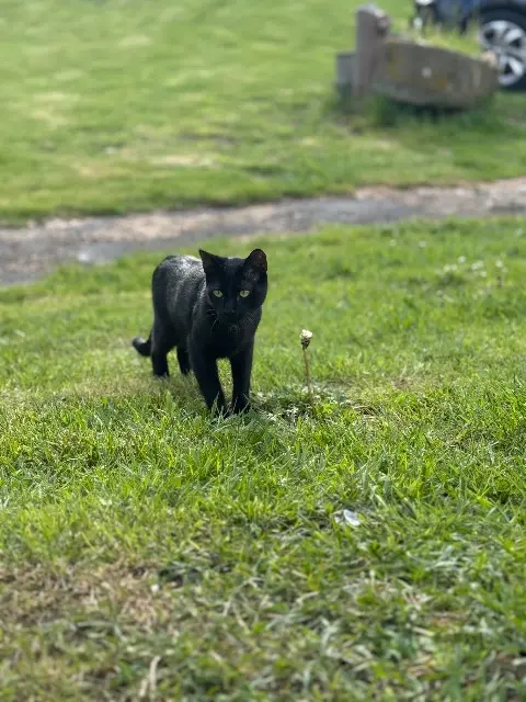 chat lost   12300 Decazeville Zazou