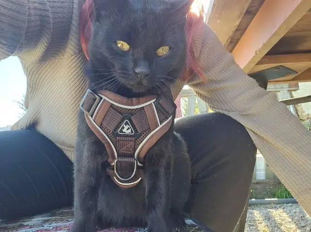 chat perdu 12200 Martiel Zuko chat lost 12200 Martiel Zuko