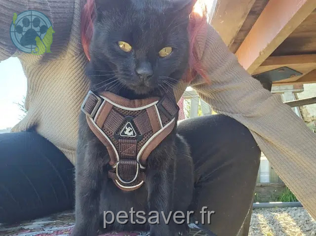 gato perdido 12200 Martiel Zuko gato lost 12200 Martiel Zuko