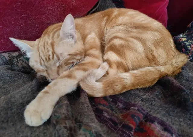 chat lost    Aix-en-Provence Broussaille