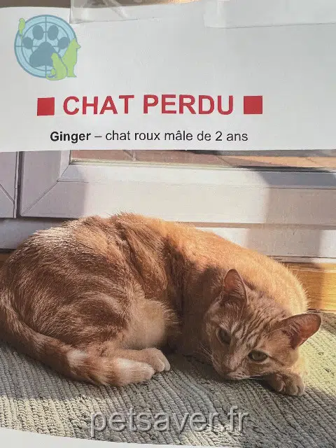 chat lost    Aix-en-Provence Ginger
