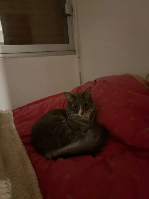 chat lost    Aix-en-Provence Grizou