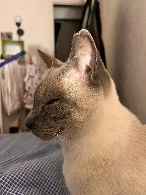 chat lost    Aix-en-Provence Harper