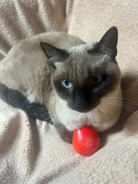 chat lost    Aix-en-Provence Magnus