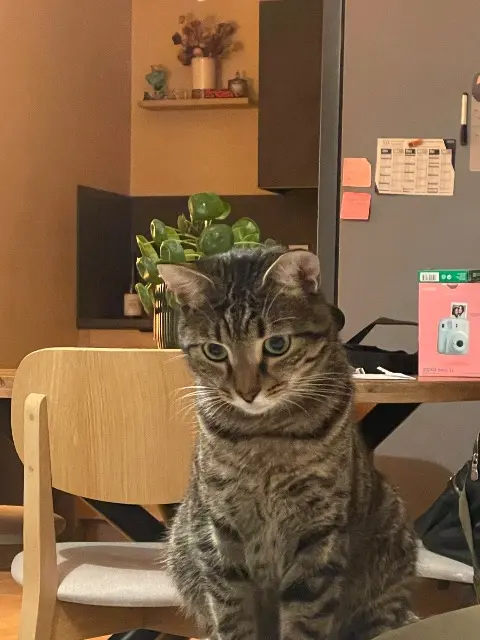 chat lost    Aix-en-Provence Marcel