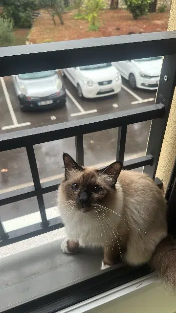 chat lost    Aix-en-Provence Miaous