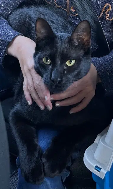 chat lost    Aix-en-Provence Minuit