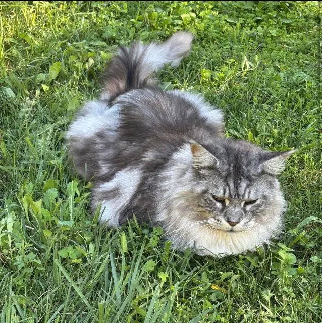 chat lost    Aix-en-Provence Néo