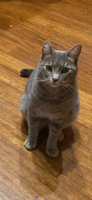 chat lost    Aix-en-Provence Pacha