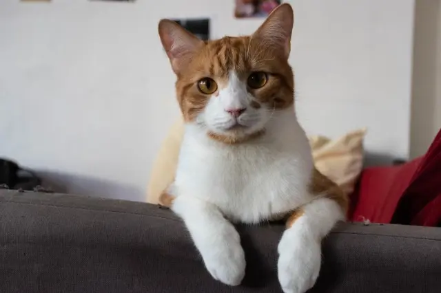 chat lost    Aix-en-Provence Pito