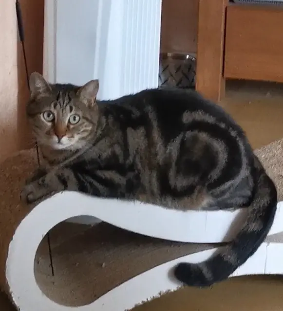 chat lost    Aix-en-Provence Ralu6