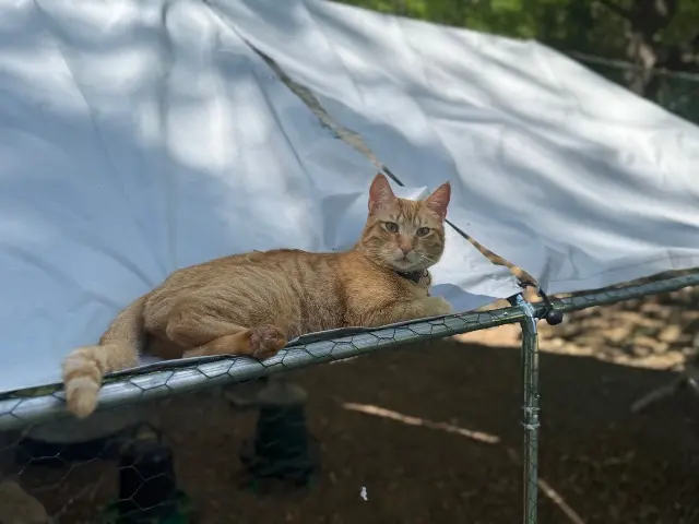 chat lost    Aix-en-Provence Whisky