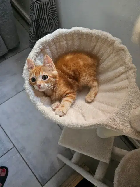 chat lost    Aix-en-Provence Winnie