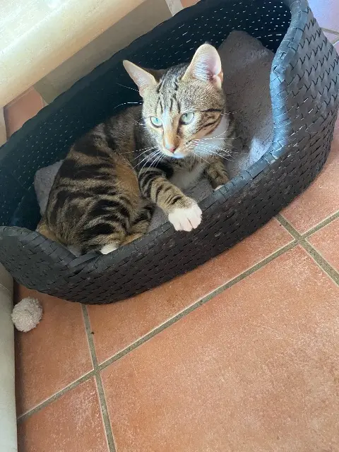 cat lost    Aix-en-Provence Loulou